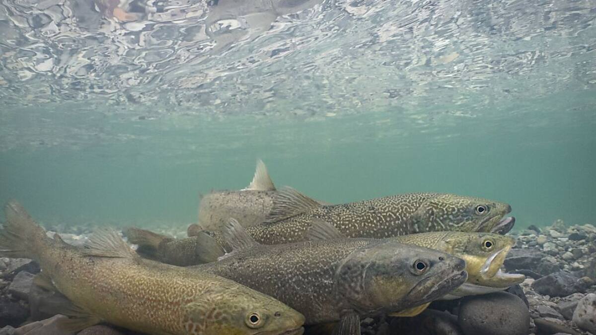 MarmorataForelle zum Fisch des Jahres 2024 ernannt Handelszeitung