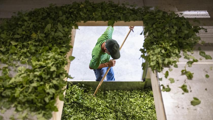 Erfunden für die Ewigkeit <p>Fast alle Zutaten der Ricola-Produkte sind Swiss made.</p>